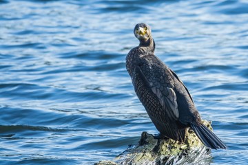 Kormoran