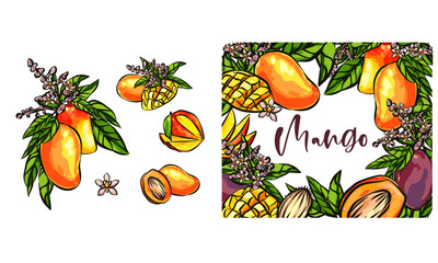 Mango fruits vector set. hand drawn organic food hand drawn sketch engraving illustration. Collection of mango fruits, leaves and slices of mango. Black white mango isolated on a white background.