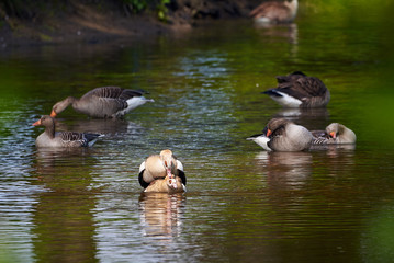 Egyptian geese Mating in Roer River Germany (Alopochen aegyptiaca)	
