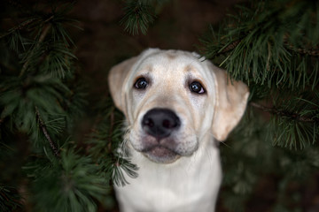 adorable yellow labrador puppy portrait in pine tree branches outdoors, looking up