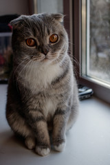 A gray british fold cat with orange eyes sits on a windowsill