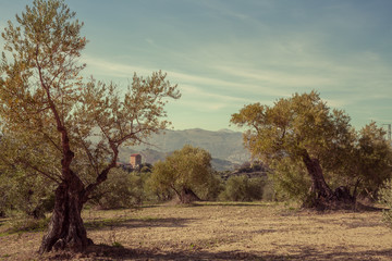 Fototapeta premium Olive Trees landscape in Ronda Andalusia Spain