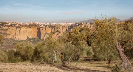 Ronda olive trees and  urban landscape Travel Spain