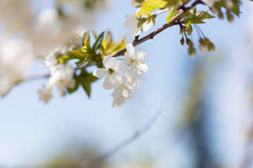 Cherry background