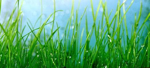 Green grass with drops.