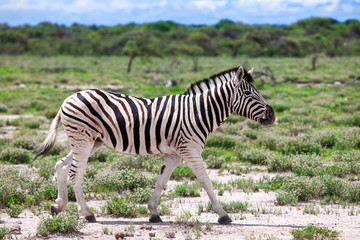 Zebra