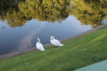 swan on lake