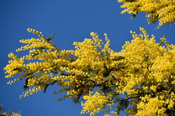 Fototapeta premium Mimosa