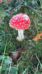 Pilz rot groß