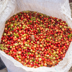 Berry picking in a swamp: cranberries in a big white bag.