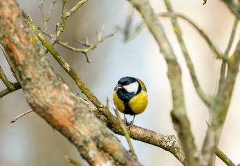 Obraz na płótnie Canvas great tit or yellow-bellied tit bird