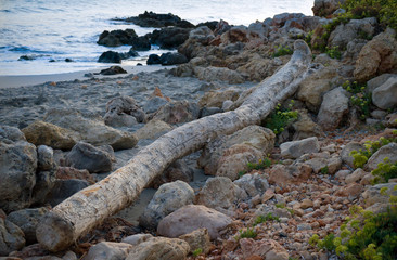 driftwood lying on a beach after a storm in the Mediterranean