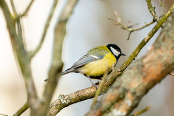 great tit or yellow-bellied tit bird