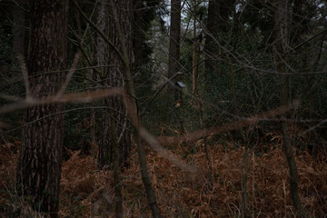 kleine Futterstelle für Vögel im Wald