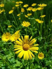 yellow flowers in garden