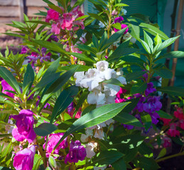 Colorful Busy Lizzie, Impatiens walleriana flowers also called Balsam, flowerbed of blossoms
