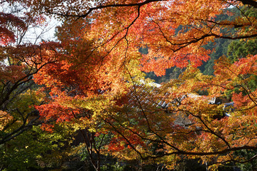 赤く色付いた楓の紅葉