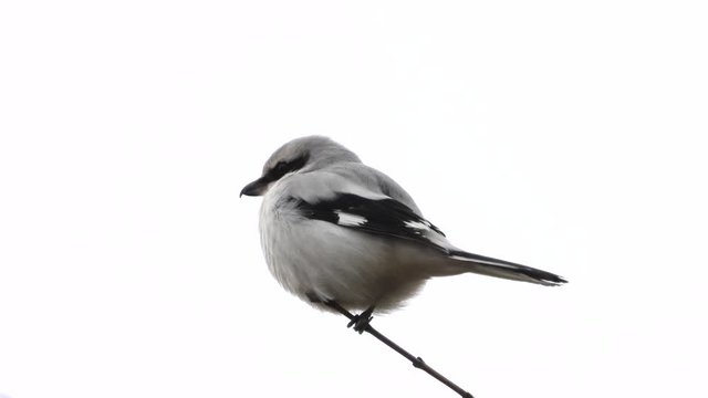 Raubw&uuml;rger (Lanius excubitor)
