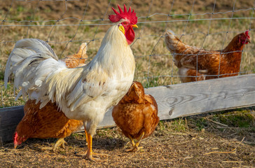 rooster in the garden on a farm - free breeding