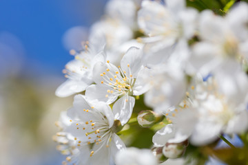 Cherry blossom 
