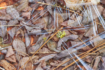 Eiskristalle in einer Pfütze