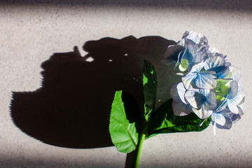 Hydrangea flower under the sun and skull shadow