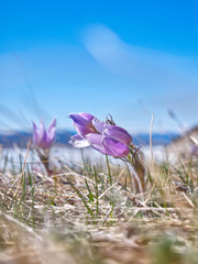 Spring violet flower