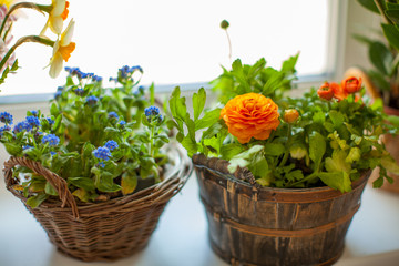 Fototapeta na wymiar Spring flowers on windowsill. Tender blue forget-me-not flowers and orange ranunculus in baskets.