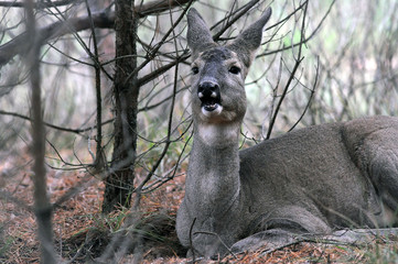 European roe deer (Capreolus capreolus) resting on the ground in autumn spring forest