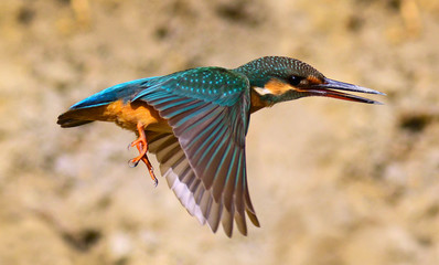 Isolated Сommon kingfisher (Alcedo atthis) - Eurasian kingfisher, and river kingfisher flying