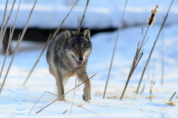 Wolf running directly on camera in winter landscape
