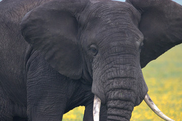 Bull elephant getting close