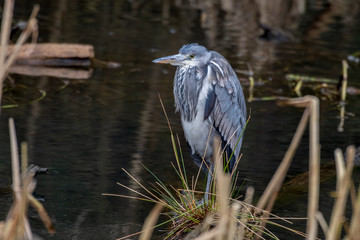 Grey Heron Standing in Water Looking for Food