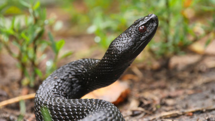 Portrait of Viper - Vipera nikolskii - dangerous snake preparing to attack