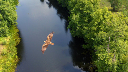 Above the Black kite (Milvus migrans) flying above the river and forest