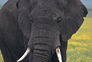 Fototapeta na wymiar Bull elephant, tusker approaching