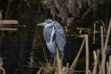Grey Heron Standing in Water Looking for Food