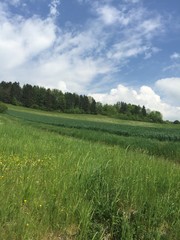 green field and blue sky in Bavaria