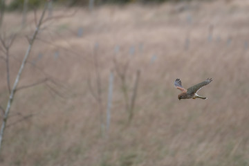 Female Kestrel Hovering in Mid Air