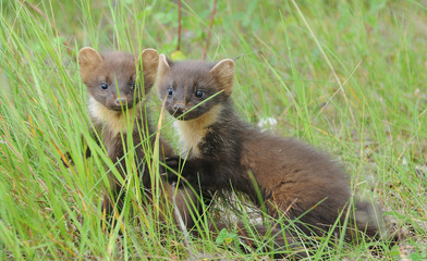 European pine marten (Martes martes) - two young martens sitting in grass and looking at camera 