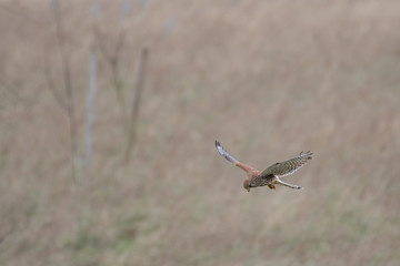 Female Kestrel Hovering in Mid Air