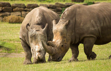 Two brown rhinoceros in a zoo compound