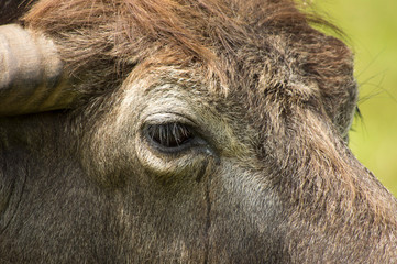 Zoo buffalo with a weeping eyebrown 