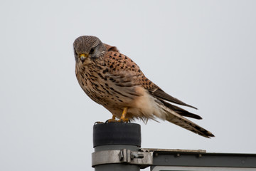 Female Ketrel Perched on a Metal Pole