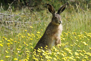 European hare (Lepus europaeus) sitting on the ground and looking around