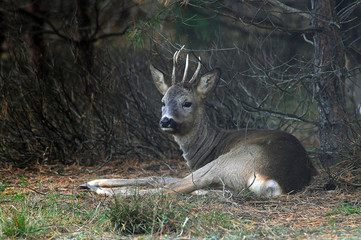 European roe deer (Capreolus capreolus) resting on the ground in autumn spring forest