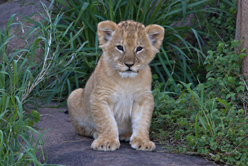 lion cub