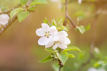 blooming apple tree in spring