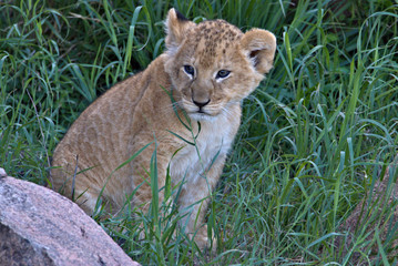 lion cub