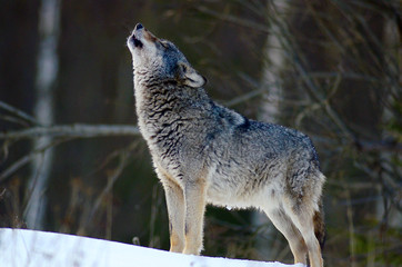 alone, animal, background, blue, canine, canis, carnivore, closeup, closing eyes, cute, danger, dangerous, dark, dog, eyes, forest, fur, gray, green, grey, halloween, head, howling wolf, hunter, hunti